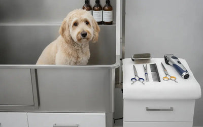 Best Clippers for Dog Grooming: Buyer's Guide